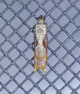 Image of Maple Leaftier Moth