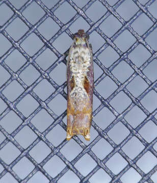 Image of Maple Leaftier Moth