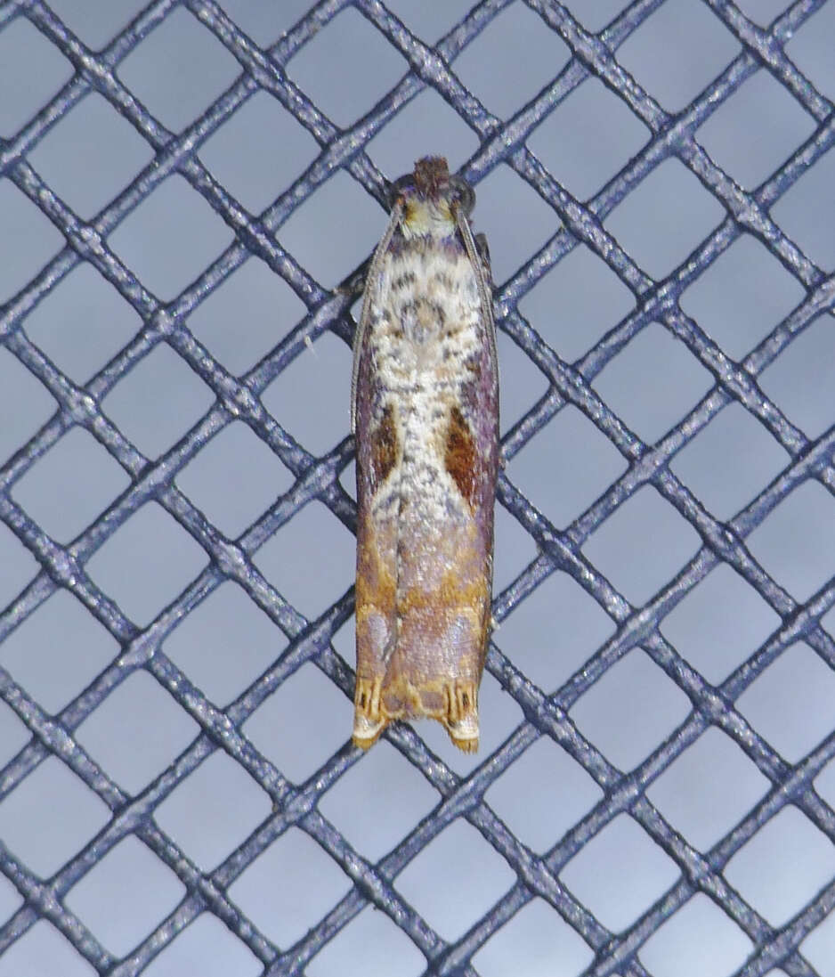 Image of Maple Leaftier Moth