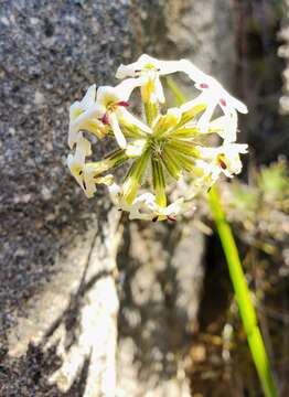 Image de Glandularia sulphurea (D. Don) Schnack & Covas