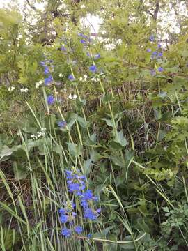 Imagem de Penstemon cyananthus Hook.