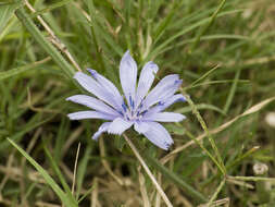 Image of chicory