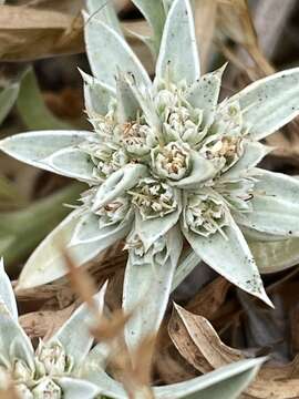 Eryngium pendletonense K. L. Marsden & M. G. Simpson resmi