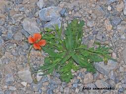 Image of Papaver purpureomarginatum J. W. Kadereit