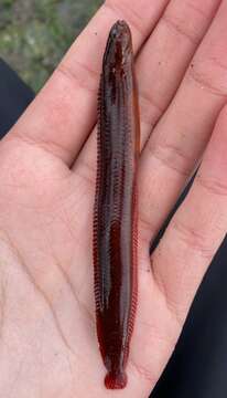 Image of Belted blenny