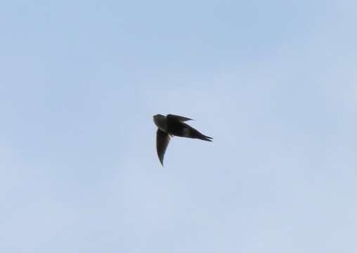 Image of White-tipped Swift