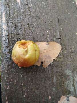 Image of cherry gall