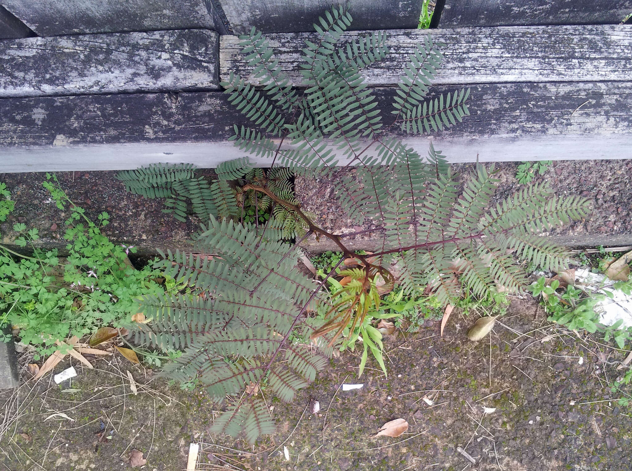 Plancia ëd Leucaena leucocephala (Lam.) de Wit