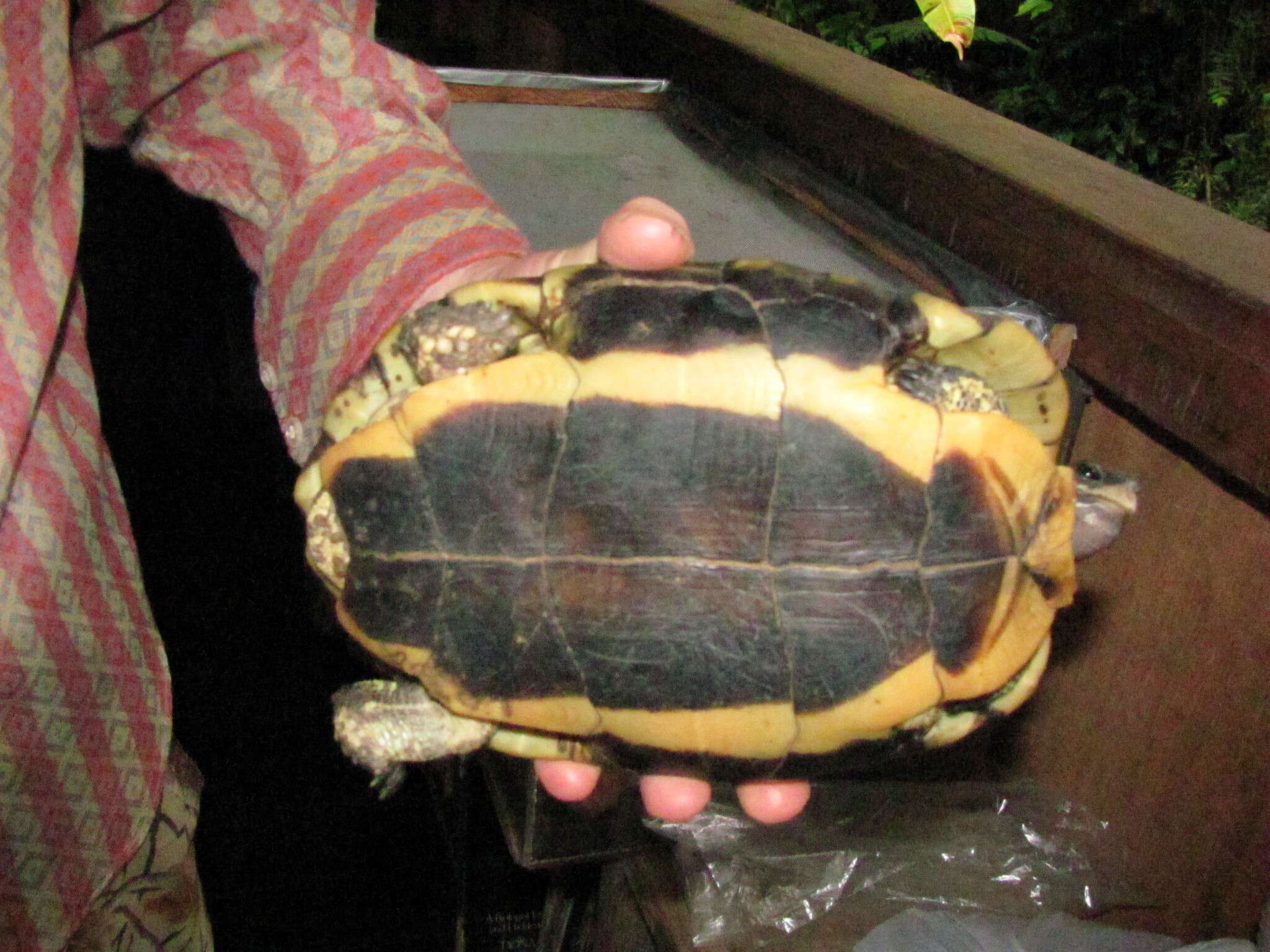 Image of Brown Land Turtle