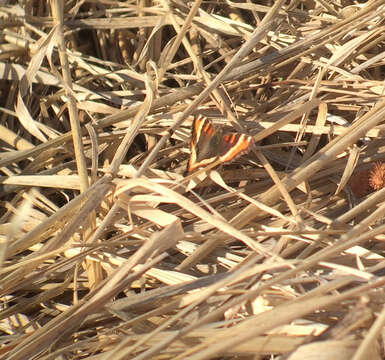 Image of Milbert's Tortoiseshell