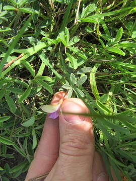 Image of Gray's milkpea