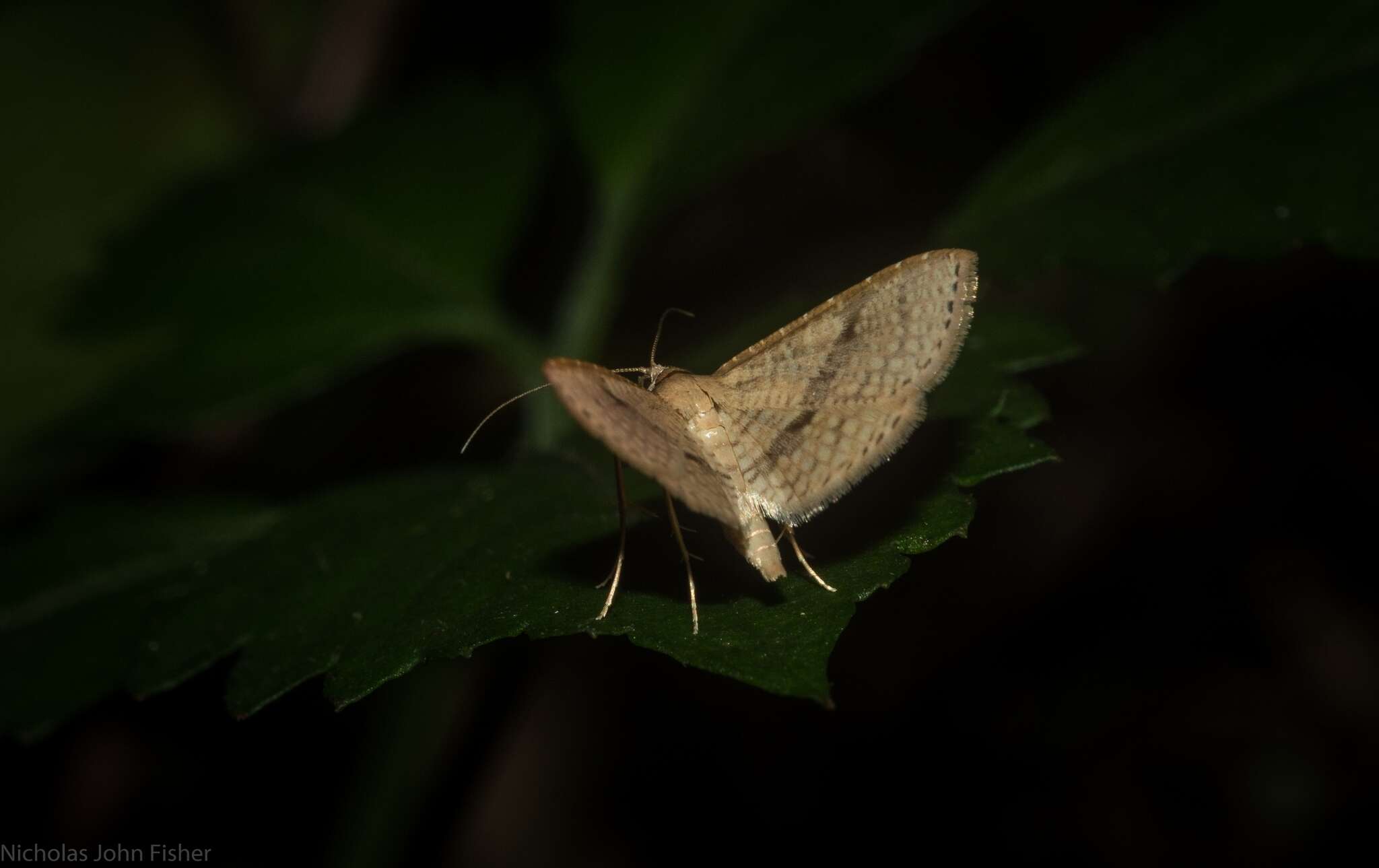 Image of Addaea subtessellata Walker 1866