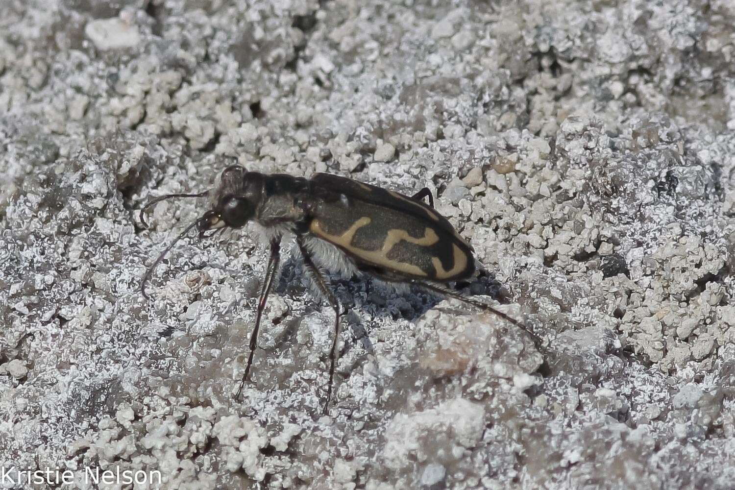 Image of Short-legged Tiger Beetle