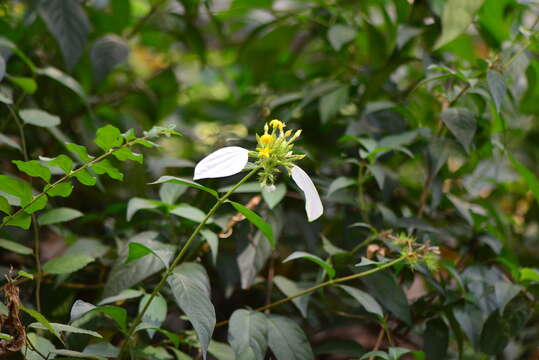 Image of Mussaenda pubescens Dryand.