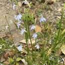 Image of Lobelia flaccida subsp. mossiana (R. D. Good) Thulin