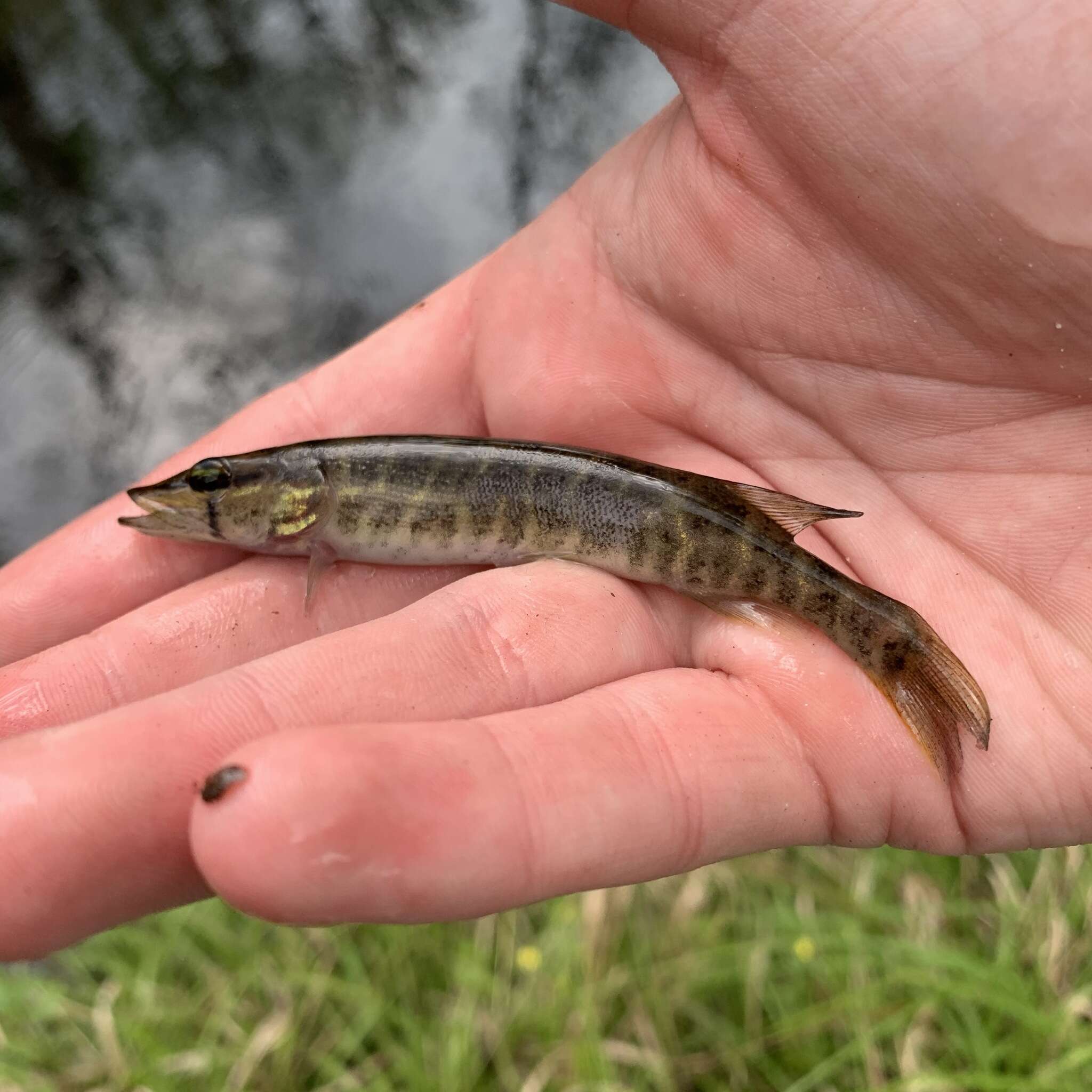 Sivun Esox americanus americanus kuva