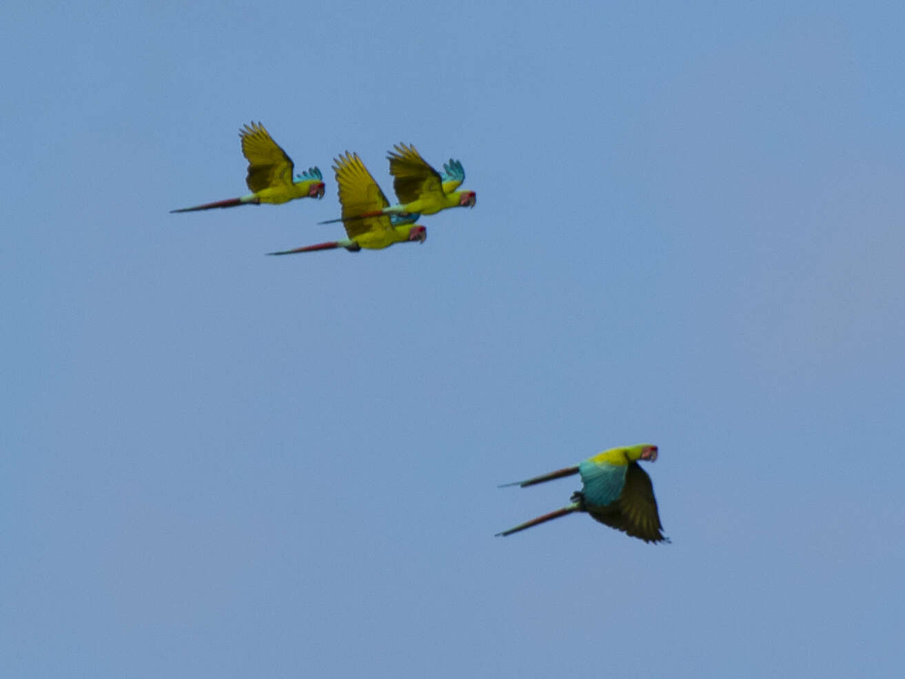 Image of Great Green Macaw