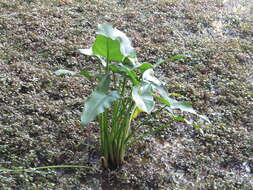 Image of green arrow arum