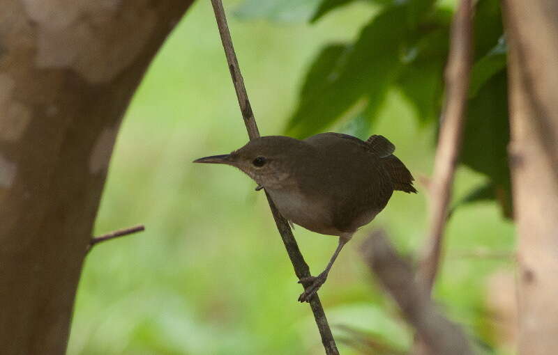 Слика од Troglodytes aedon albicans Berlepsch & Taczanowski 1884