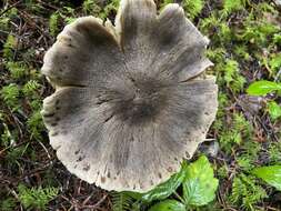 Слика од Tricholoma atroviolaceum A. H. Sm. 1944