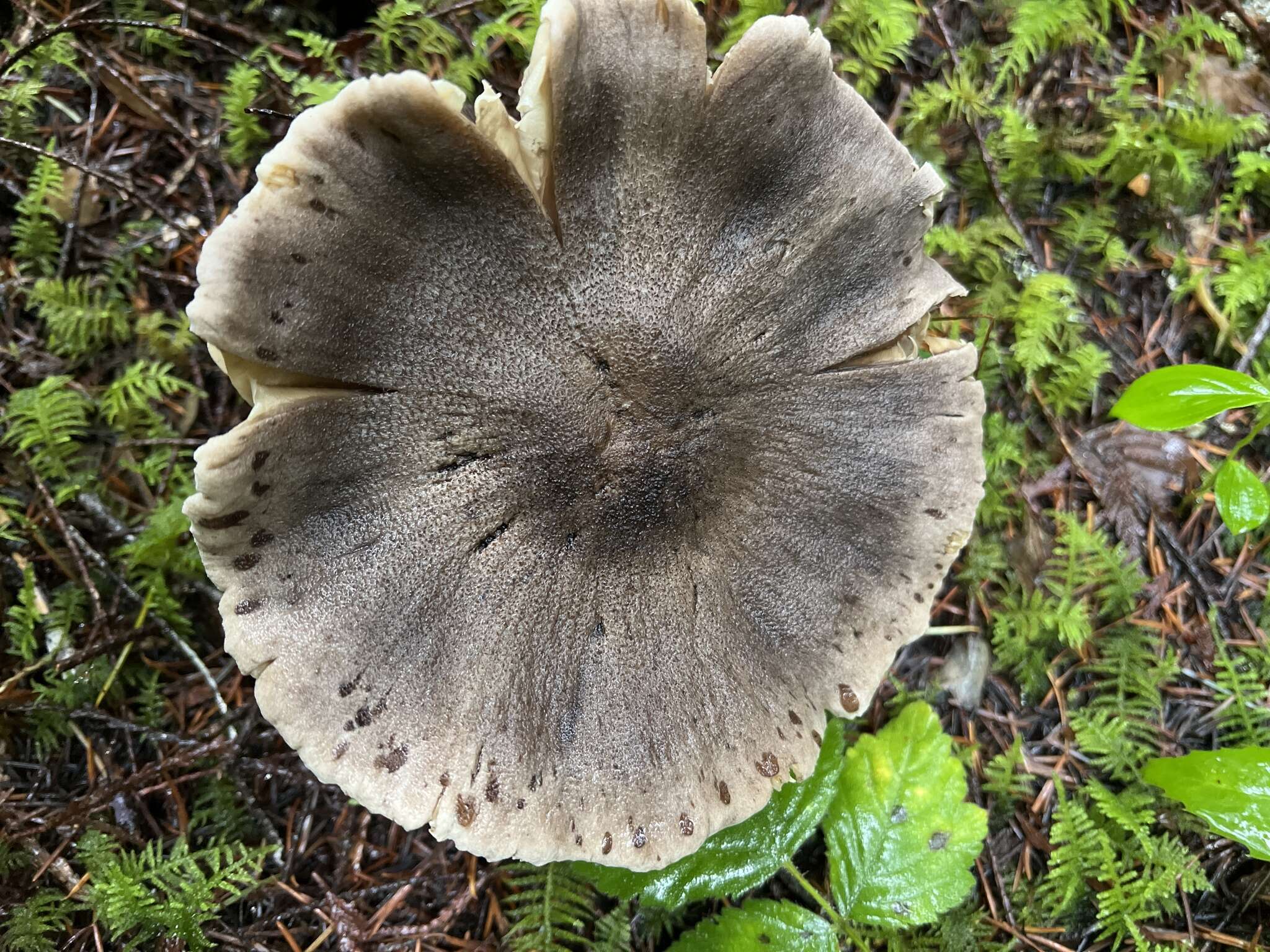 Image of Tricholoma atroviolaceum A. H. Sm. 1944