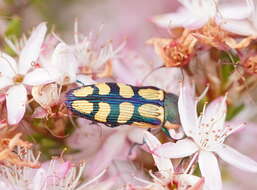 Sivun Castiarina malleeana (Carter 1931) kuva