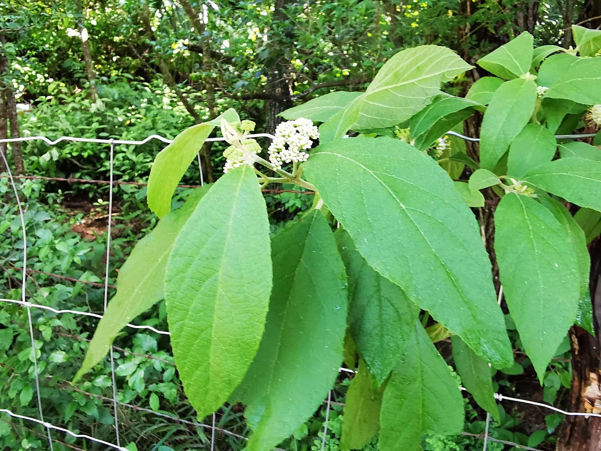 صورة Callicarpa acuminata Kunth