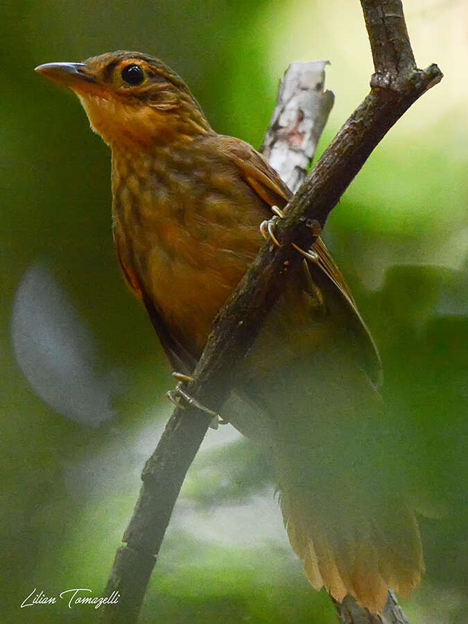 Image of Buff-throated Foliage-gleaner