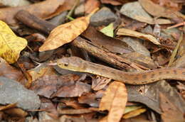 Image of Clarence River Snake