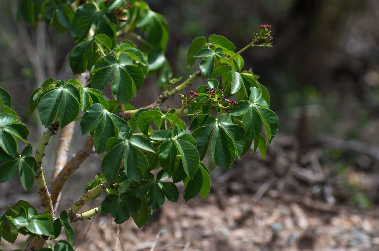 Sivun Jatropha excisa Griseb. kuva