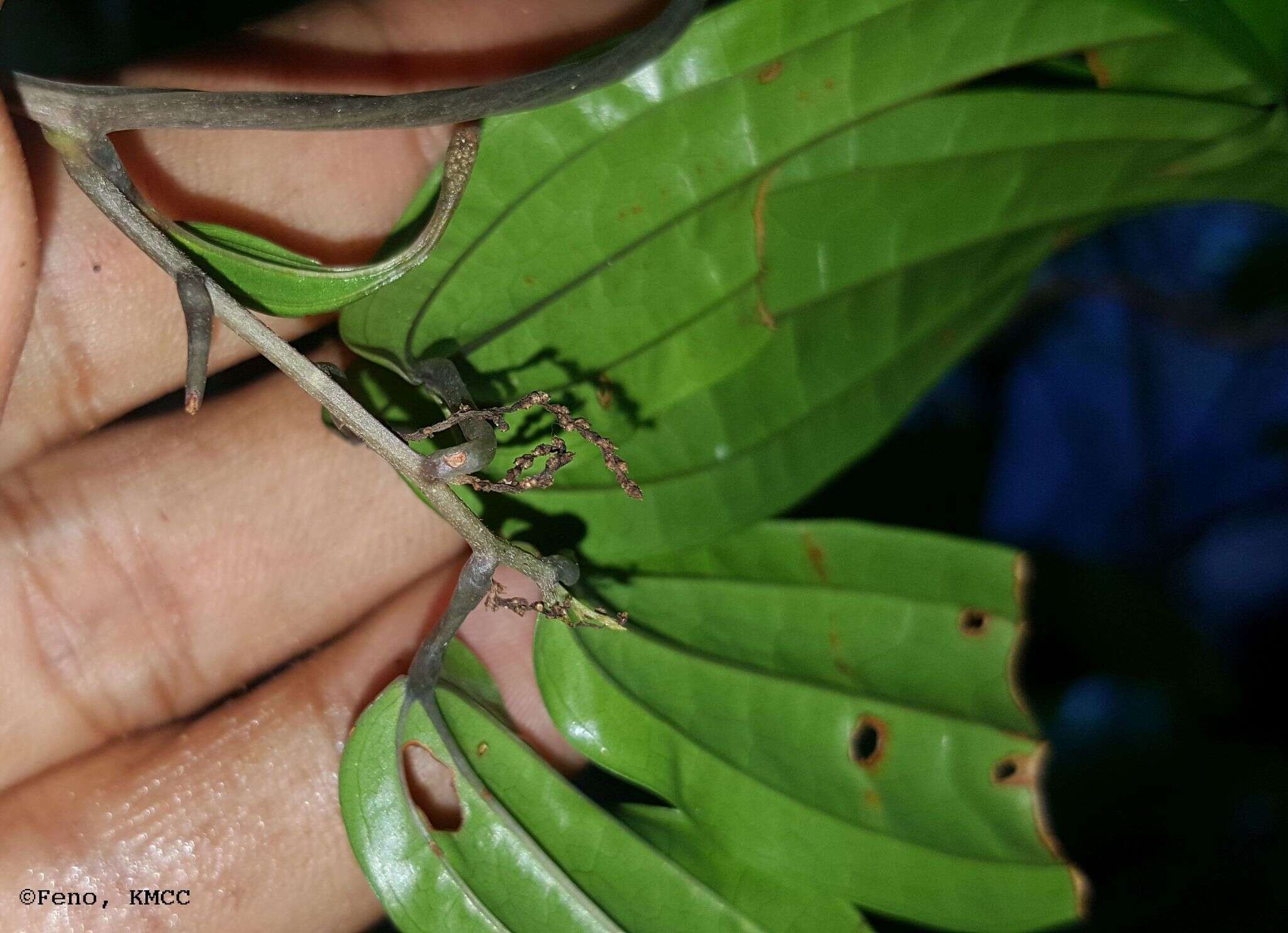 Image of Dioscorea analalavensis Jum. & H. Perrier