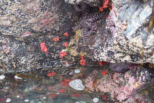 Image of Sea Strawberry