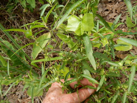 Acalypha monococca (Engelm. ex A. Gray) Lill. W. Mill. & Gandhi resmi