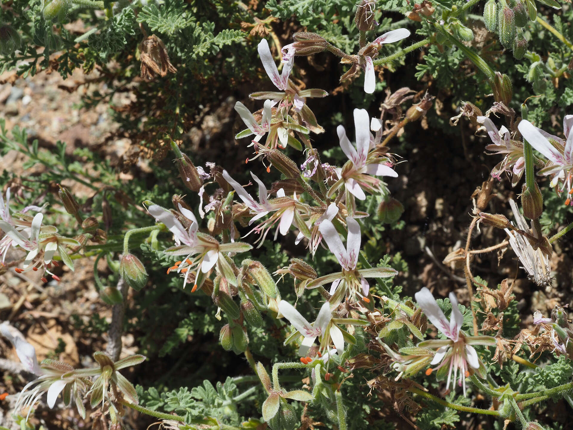 Image of Pelargonium tragacanthoides Burch.