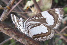 Image of Neptis jordani Neave 1910