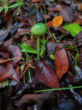 Imagem de Entoloma necopinatum E. Horak 1978