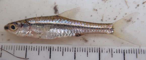 Image of Blackback barb