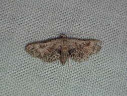 Image of Sigela Moth