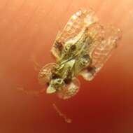 Image of Oak Lace Bug