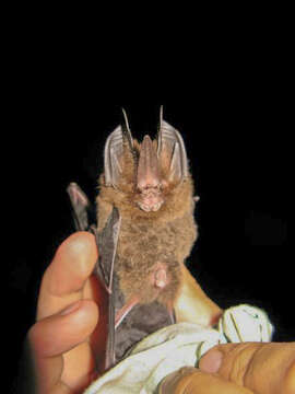 Image of Sword-nosed Bats.