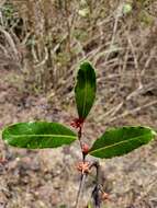 Image of Physena sessiliflora Tul.