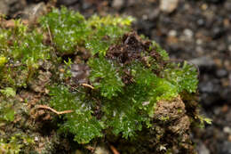 Image of hornwort