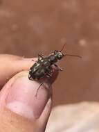 Image of Beach tiger beetle