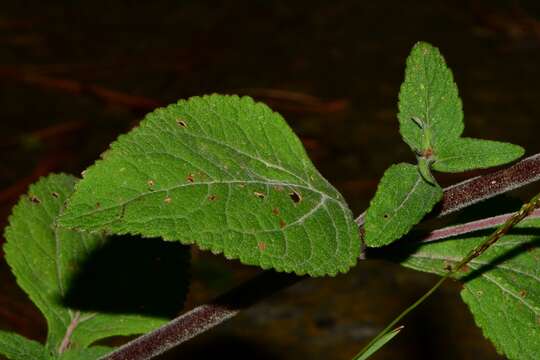 Image of Stevia monardifolia Kunth