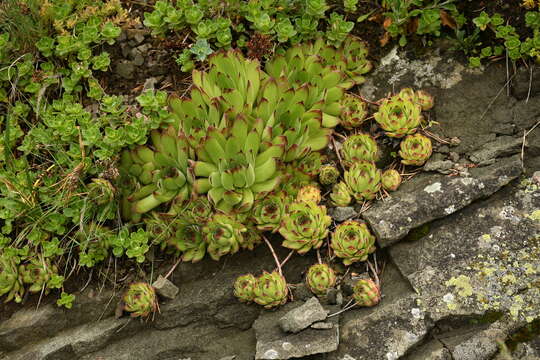 Image of Sempervivum caucasicum Rupr. ex Boiss.