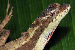 Image of Anolis bicaorum (Köhler 1996)