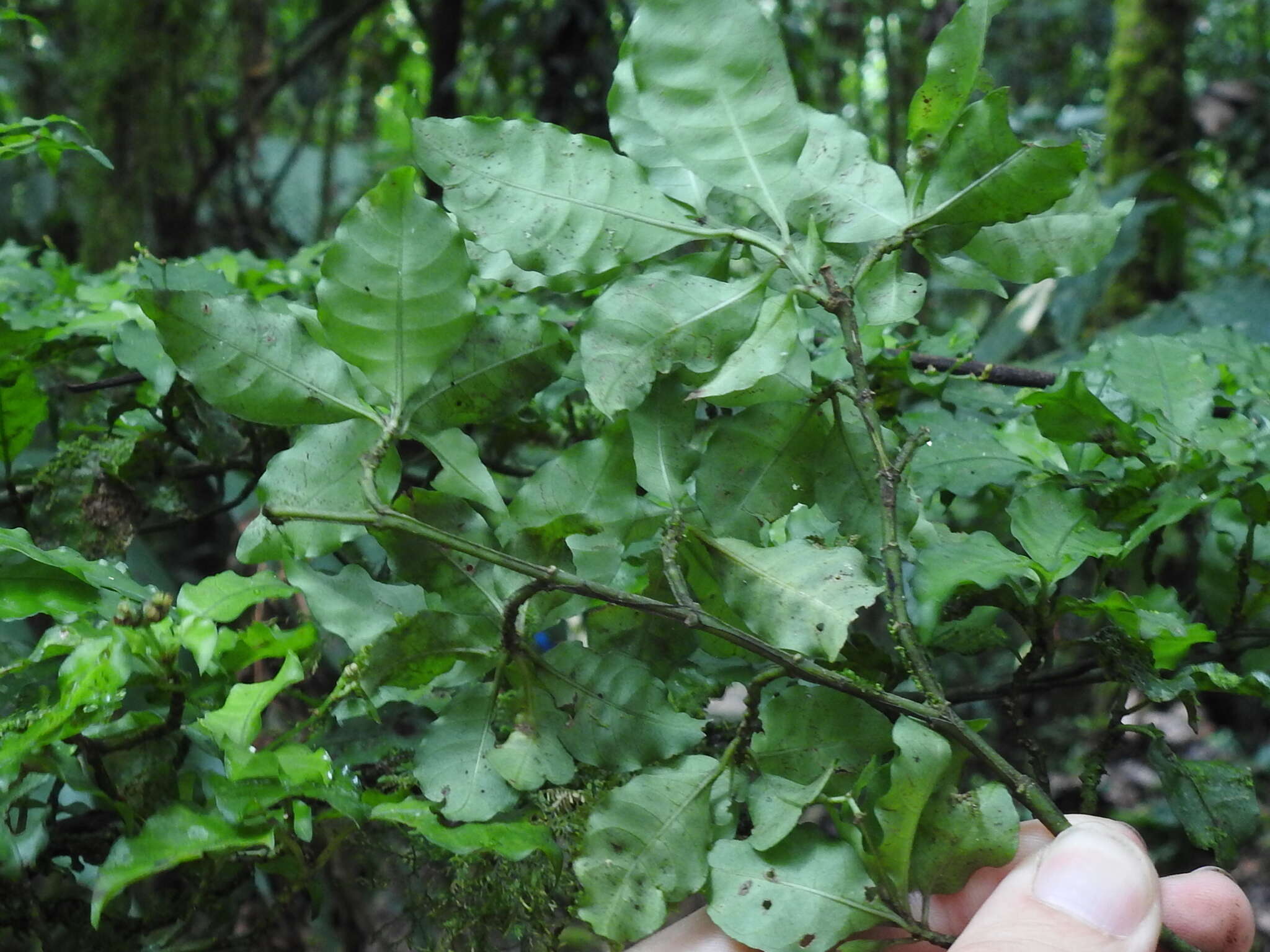 Image of Psychotria biaristata Bartl. ex DC.