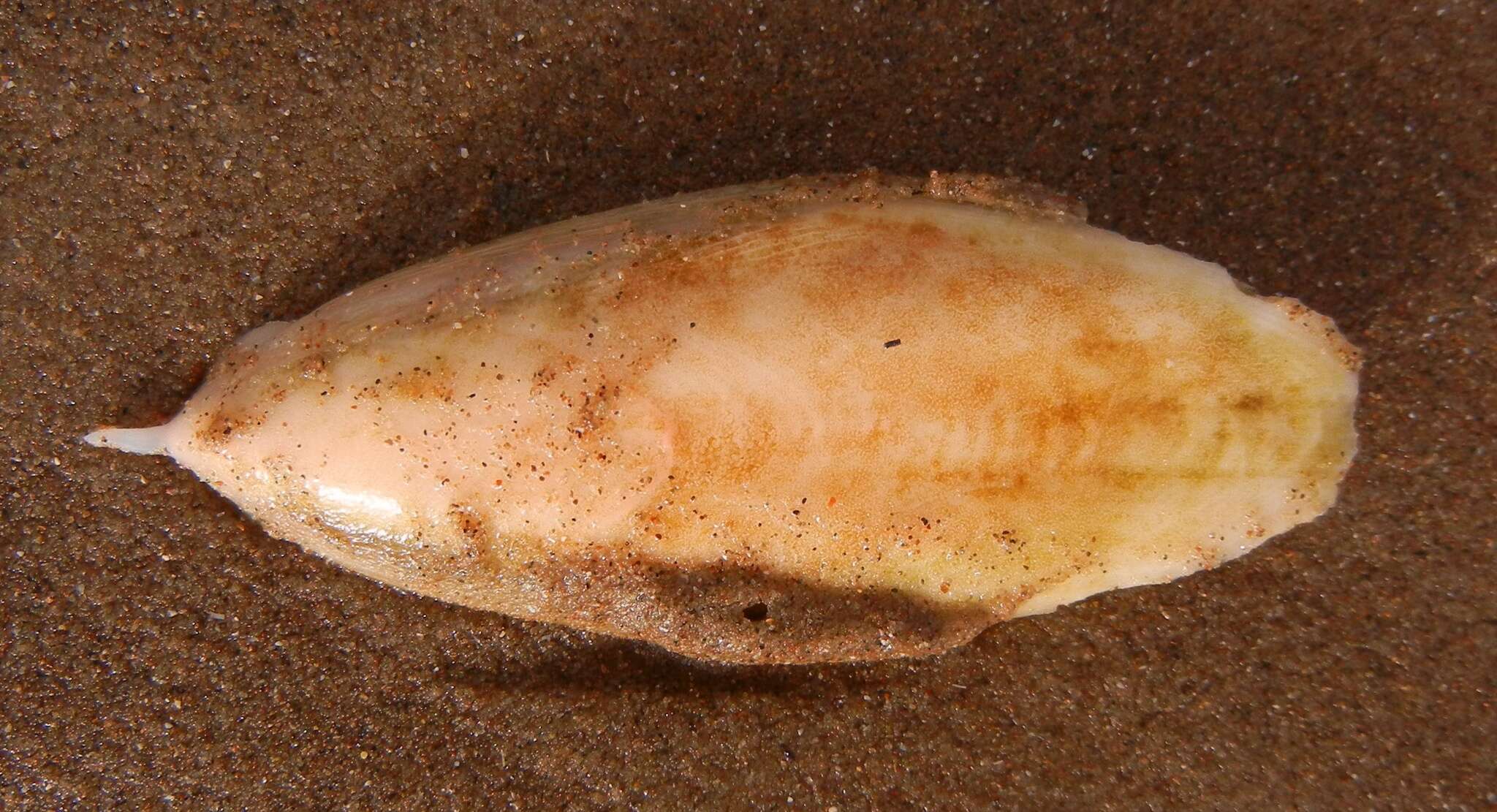 Image of Pink Cuttlefish