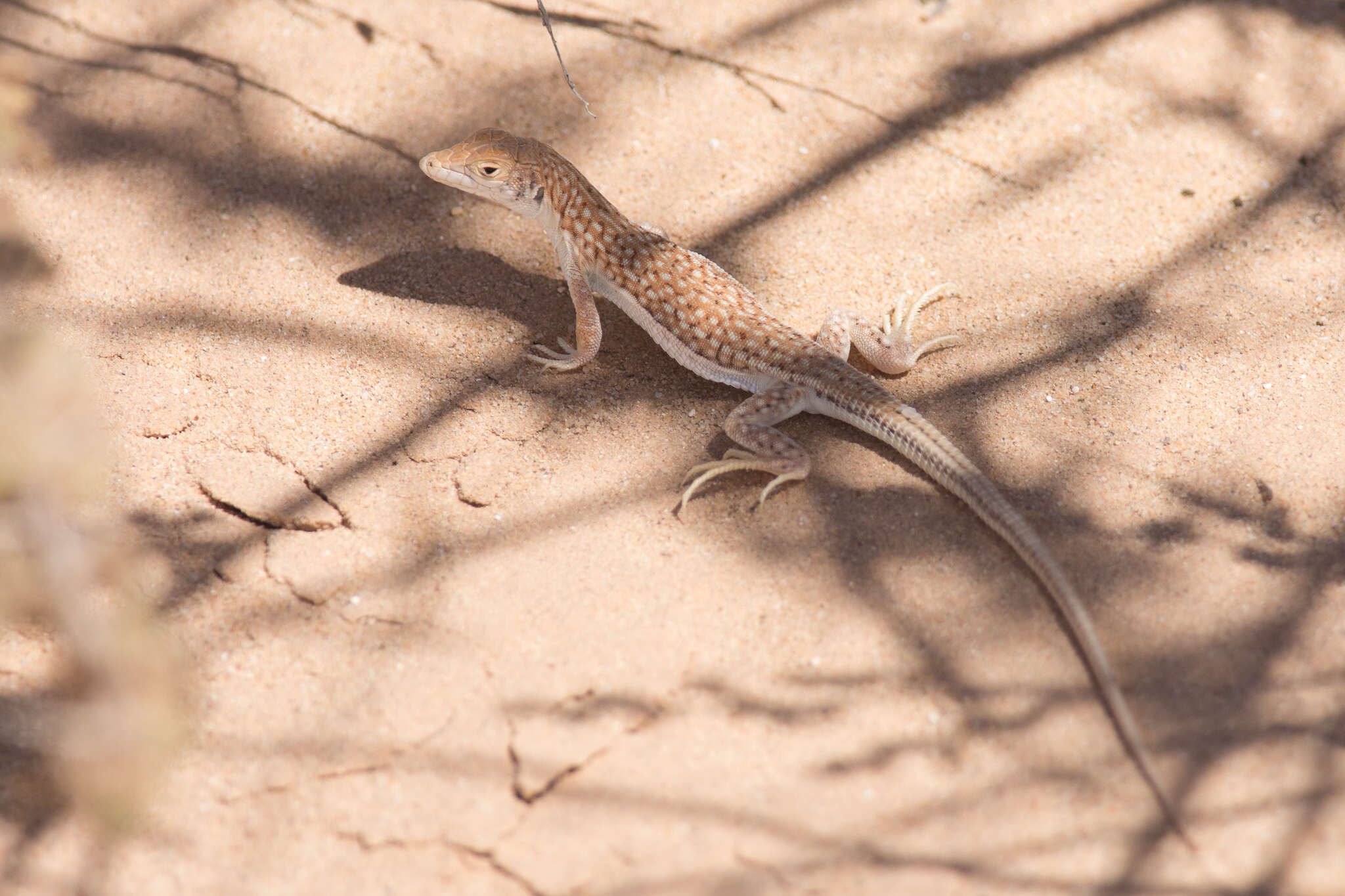 Plancia ëd Acanthodactylus dumerilii (Milne-edwards 1829)