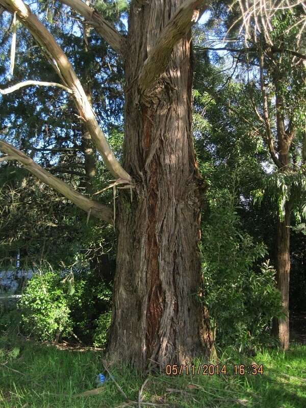 Image of cider gum